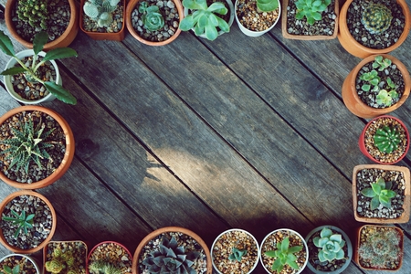 Caring for Indoor Succulents and Cacti: What You Need to Know
