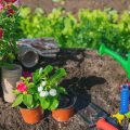 Early Summer Garden Maintenance: July Essentials