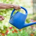 Misidentifying Pests and Diseases: A New Gardener’s Guide