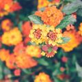 How to Create a Wildlife-Friendly Cut Flower Garden