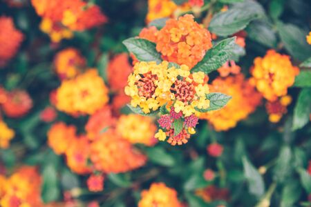 How to Create a Wildlife-Friendly Cut Flower Garden