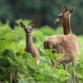Deer- and Rodent-Resistant Bulbs: What to Plant to Keep Critters Away