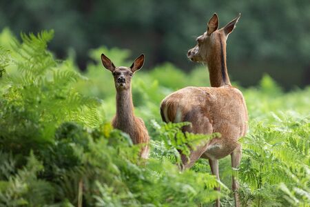 Deer- and Rodent-Resistant Bulbs: What to Plant to Keep Critters Away