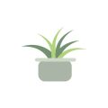 Overwatering vs. Underwatering: How to Get it Right