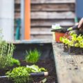 Urban Vegetable Gardening: Maximizing Space in Small Backyards