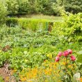 Garden Layout Ideas for Small Backyards: Maximize Every Square Foot