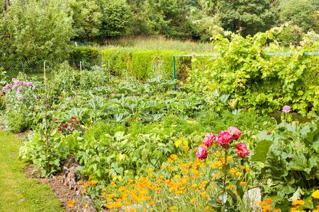 Garden Layout Ideas for Small Backyards: Maximize Every Square Foot