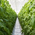 Permaculture Greenhouses: Year-Round Growing Using Sustainable Practices