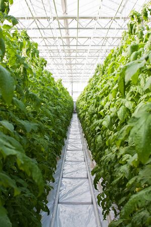 Permaculture Greenhouses: Year-Round Growing Using Sustainable Practices