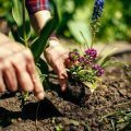 How Local Soil Affects Native Plant Growth: Landscaping Solutions