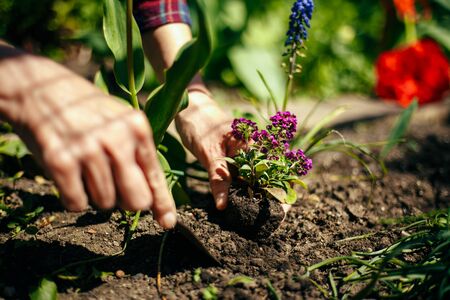 How Local Soil Affects Native Plant Growth: Landscaping Solutions