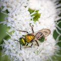 Seasonal Insect Identification: Know Your Pests by Month and Region in the U.S.