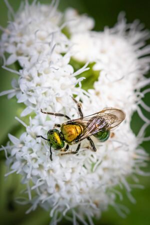 Seasonal Insect Identification: Know Your Pests by Month and Region in the U.S.