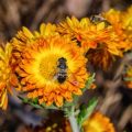 Best Native U.S. Perennials for Pollinators and Wildlife