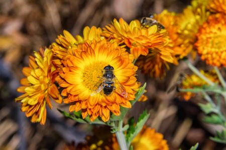 Best Native U.S. Perennials for Pollinators and Wildlife