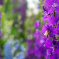 Organic Gardening in Raised Beds: A Complete Beginner’s Approach