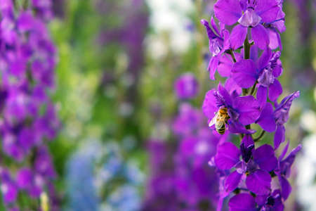 Organic Gardening in Raised Beds: A Complete Beginner’s Approach