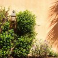 Sunlight 101: Understanding Light Requirements for Plants