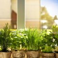 How to Start a Windowsill Garden with Easy-to-Grow Plants