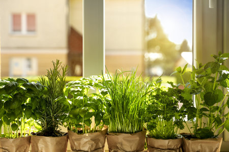How to Start a Windowsill Garden with Easy-to-Grow Plants
