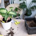 How to Repot Indoor Plants Without Stressing Them