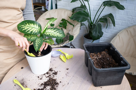 How to Repot Indoor Plants Without Stressing Them