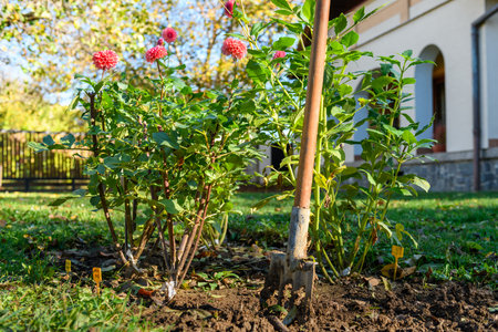 Understanding USDA Hardiness Zones for Perennial Gardening Success