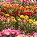 A Guide to Growing Wildflowers from Seeds: Preparation to Bloom