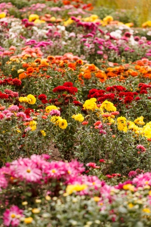 A Guide to Growing Wildflowers from Seeds: Preparation to Bloom