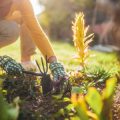 A Beginner’s Guide to Buying the Best Pruners and Shears for Your Garden