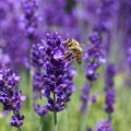 The Impact of Pesticides and How to Garden Organically for Pollinators