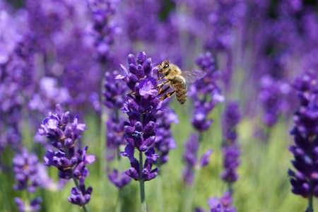 The Impact of Pesticides and How to Garden Organically for Pollinators