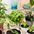 Starting an Indoor Garden: Foolproof Plants for Newbies