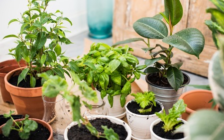 Starting an Indoor Garden: Foolproof Plants for Newbies