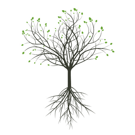 Impact on Plant Growth and Yield