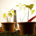 Grow Lights and Indoor Houseplants: Matching Light Needs for Popular Species