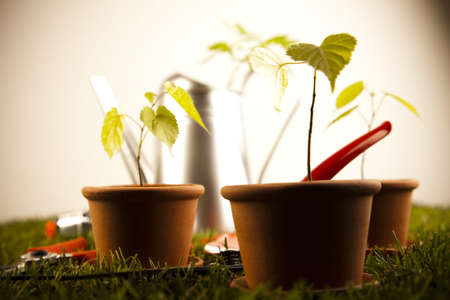 Grow Lights and Indoor Houseplants: Matching Light Needs for Popular Species