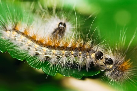 Microscopic Garden Pests: Identification and Control of Mites, Thrips, and Aphids