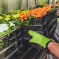 Botrytis Blight (Gray Mold) in Flowers and Produce: Causes and Solutions