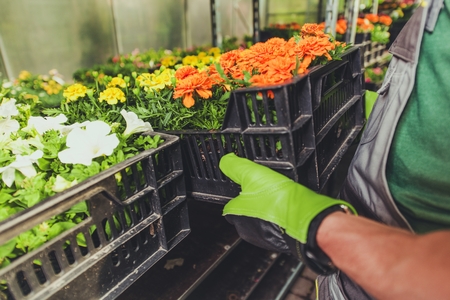 Botrytis Blight (Gray Mold) in Flowers and Produce: Causes and Solutions