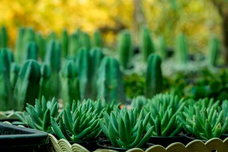 Legal and HOA Considerations for Native Plant Landscaping in the U.S.