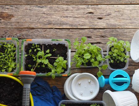 The Best Backyard Plants That Practically Take Care of Themselves