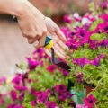 Common Annual Flower Problems and How to Fix Them: A U.S. Gardener’s Guide