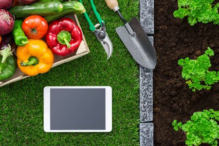 How to Plan a Backyard Garden Layout for Beginner Gardeners